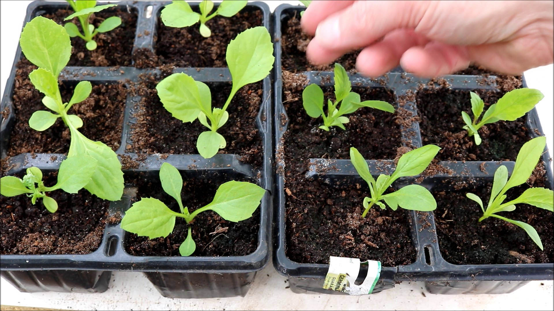 transplanted seedlings