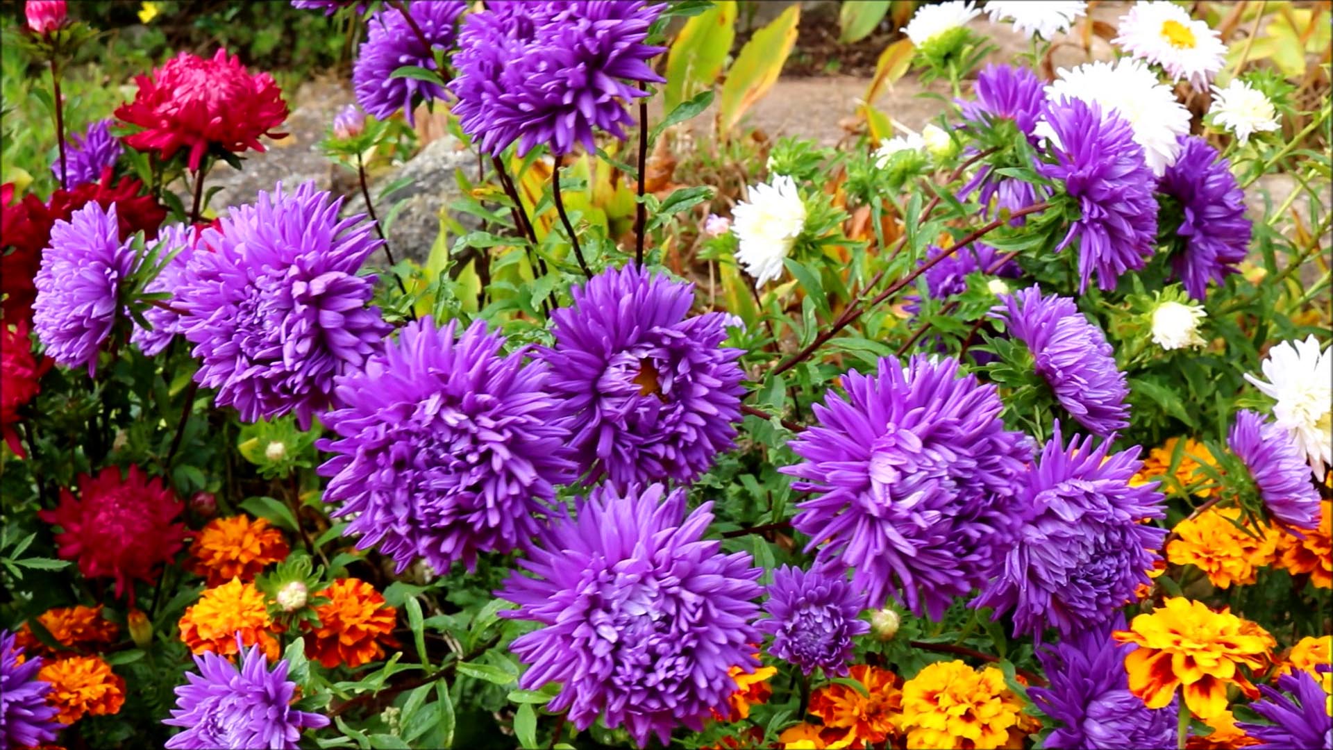 asters