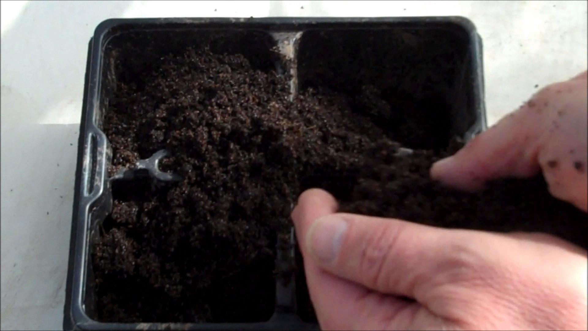 fill pots with compost