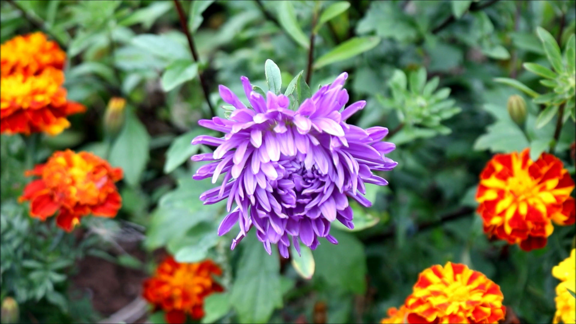 first flowers appear