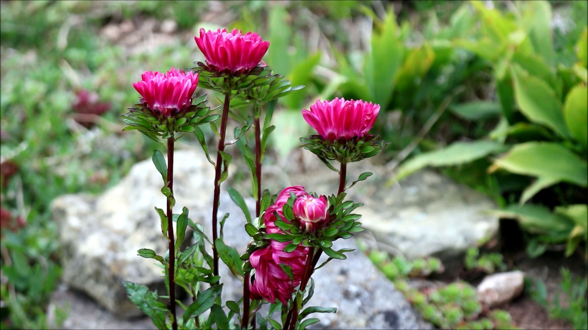 first flowers appear