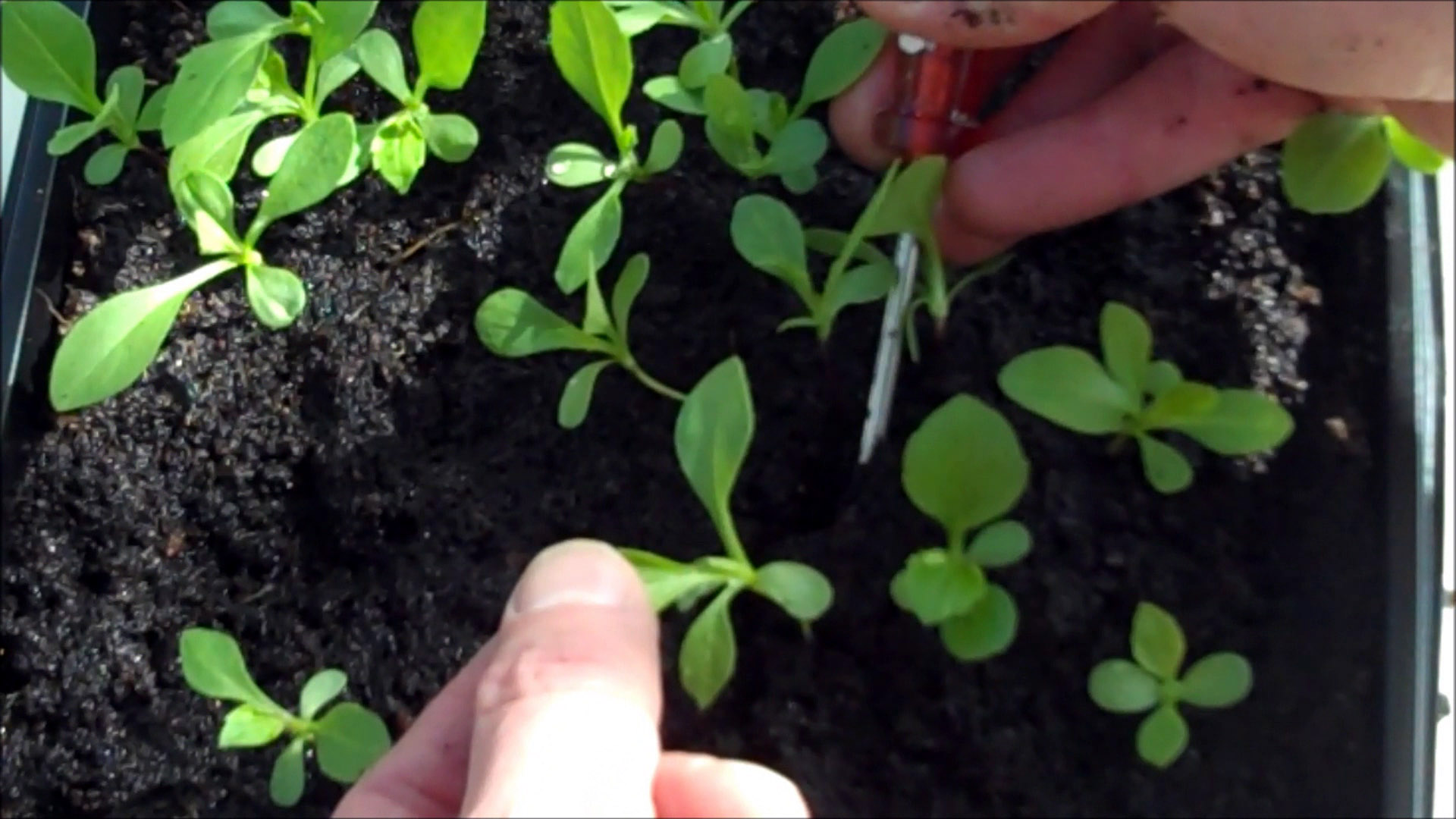 prick out seedlings