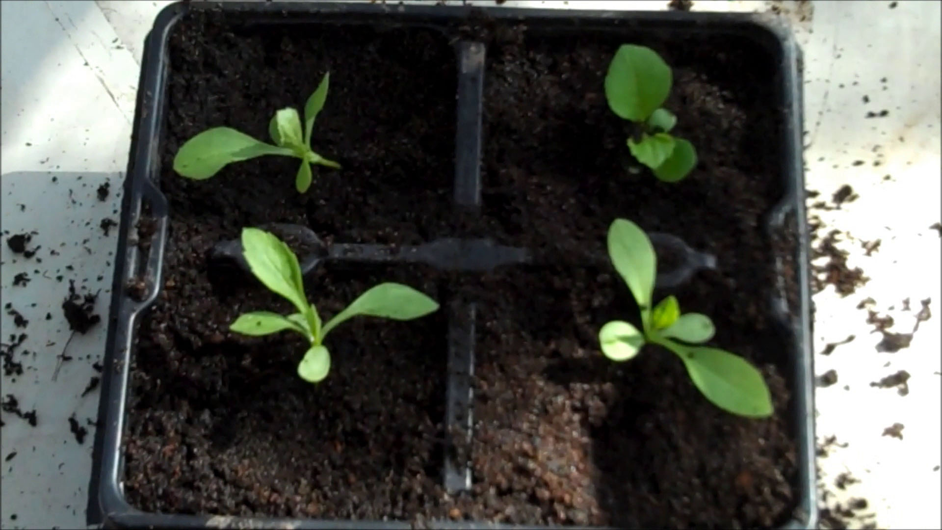 seedlings in the pot