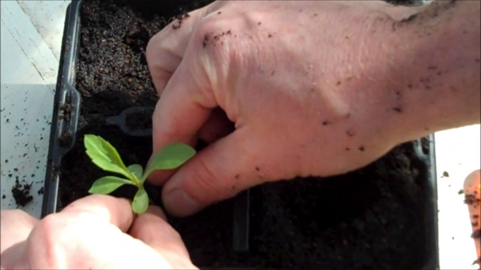 transplant into pot