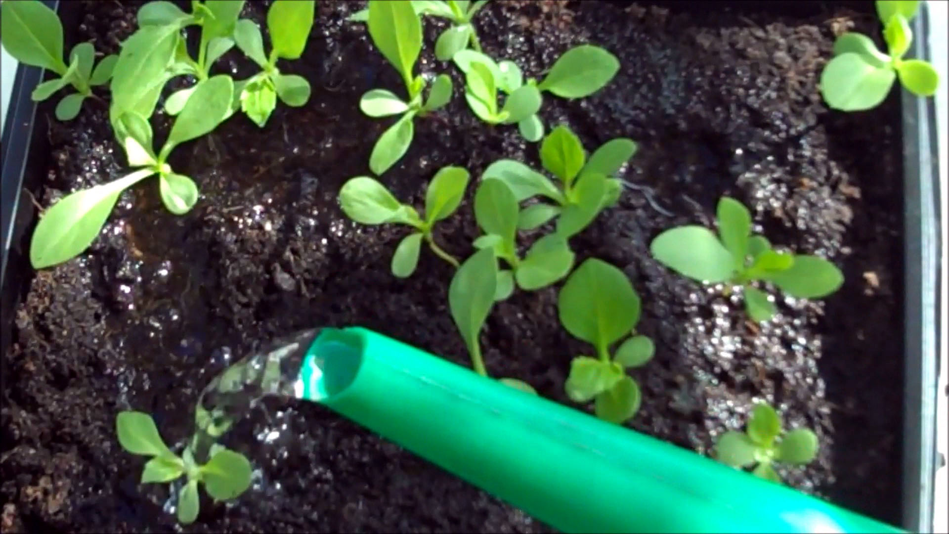 water seedlings