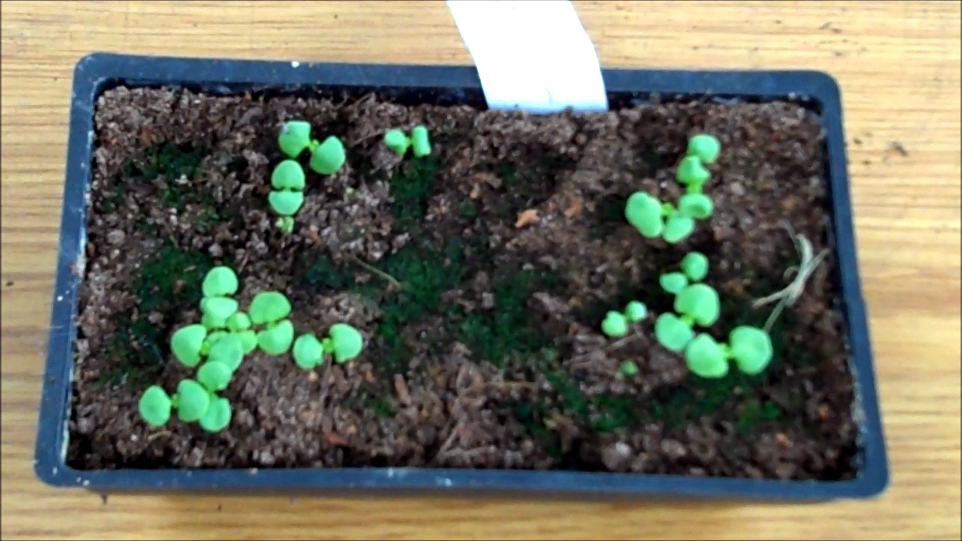 seeds germinate