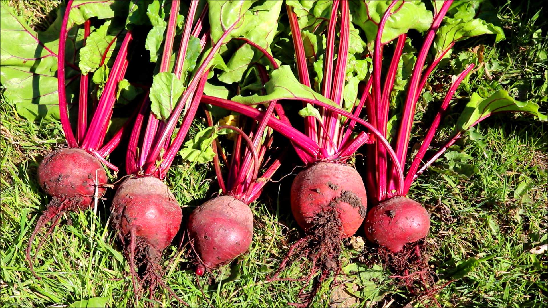 beetroot