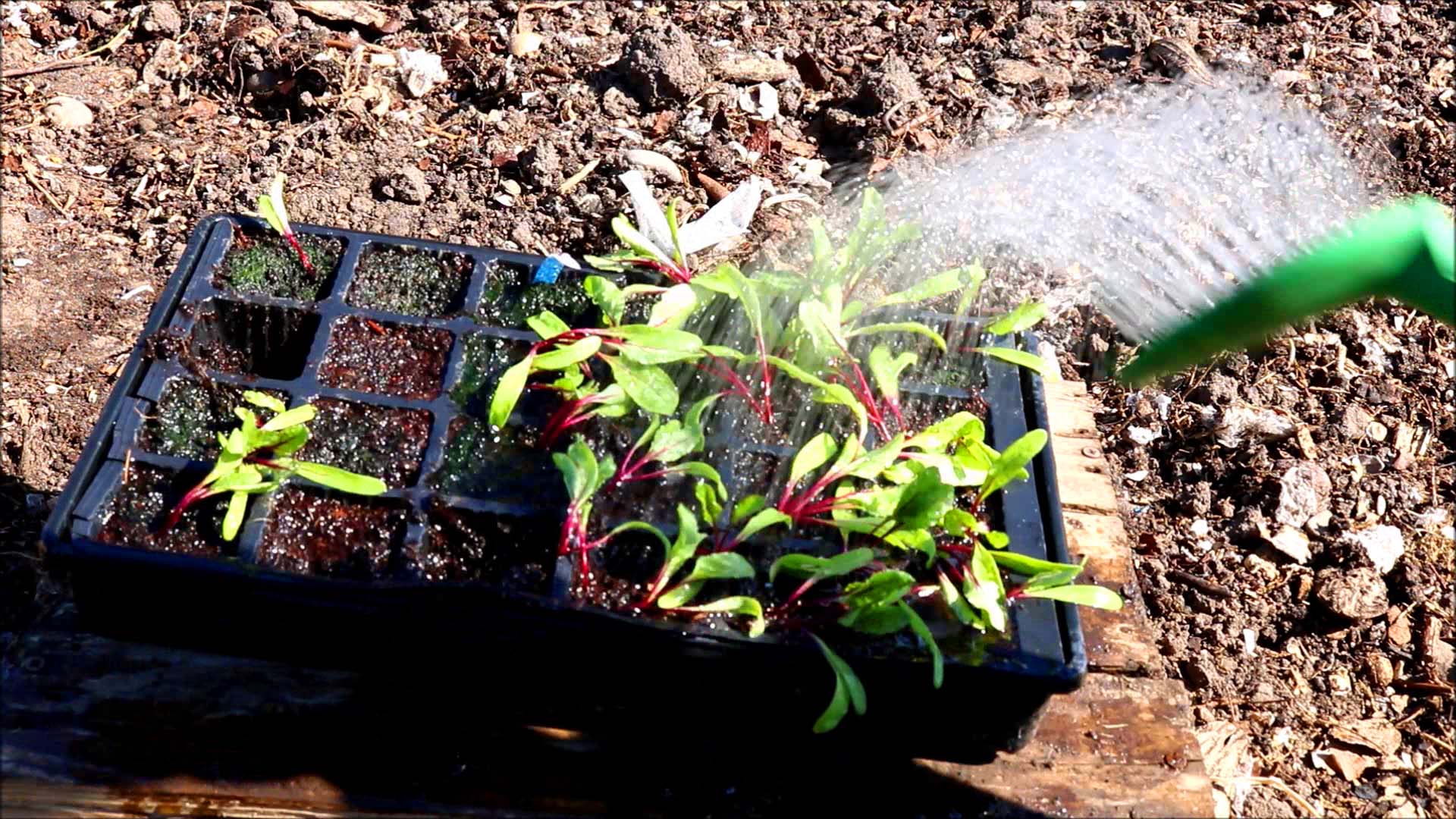 water plants