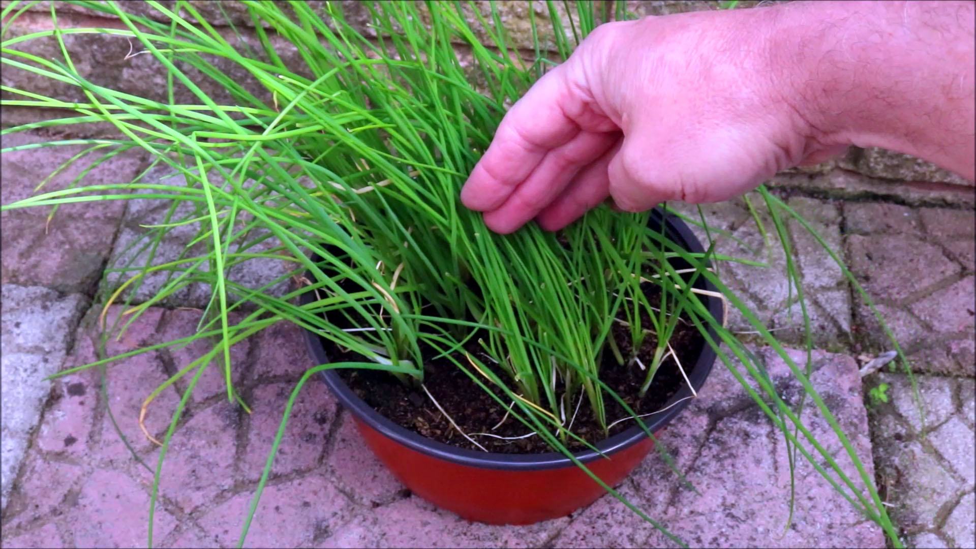 chives in a pot