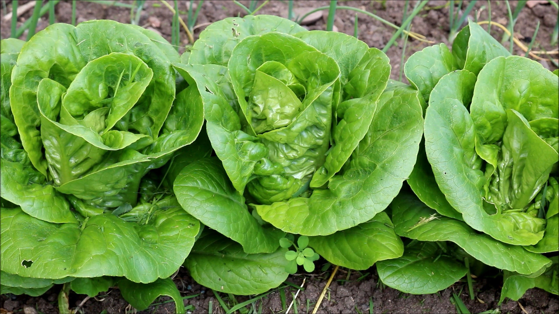 lettuce