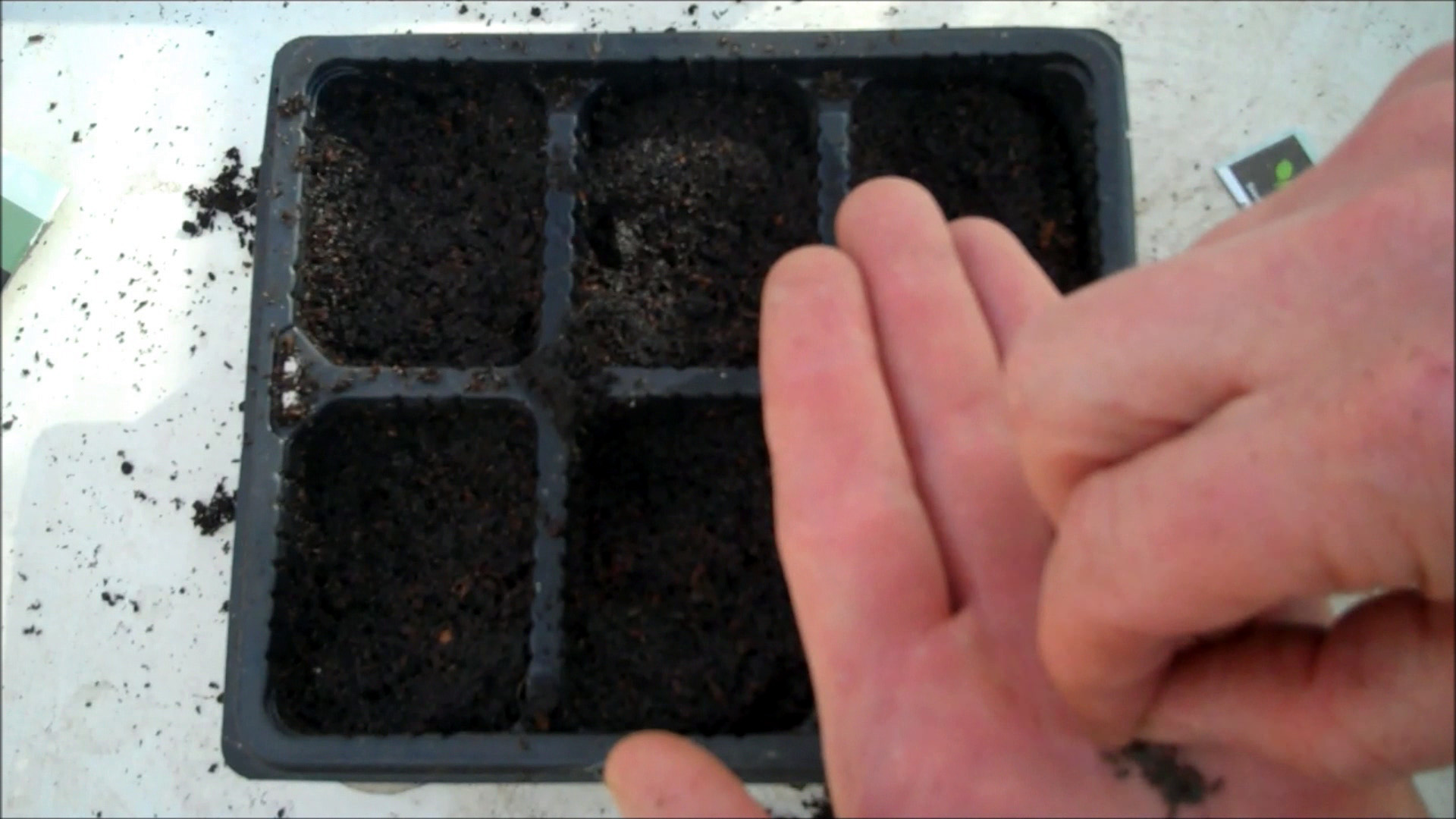 place seeds on compost