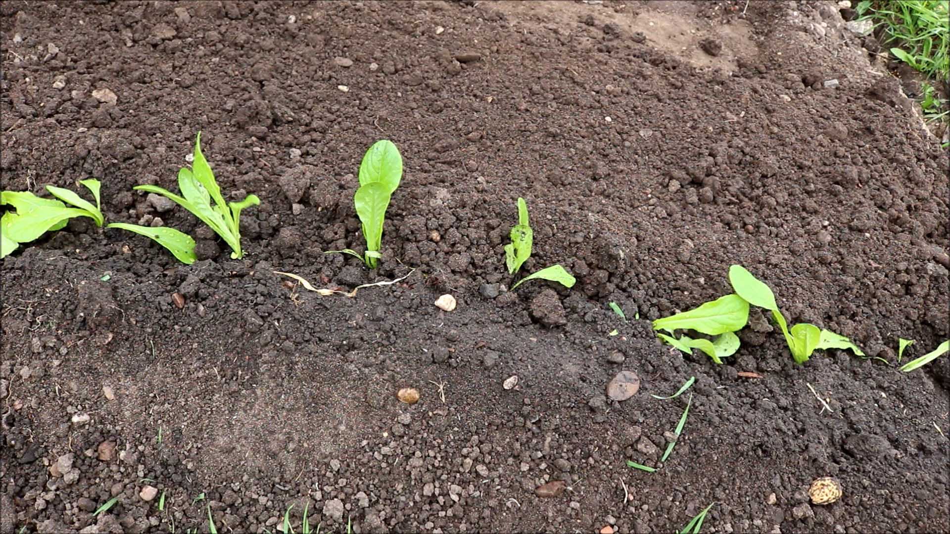 row of plants