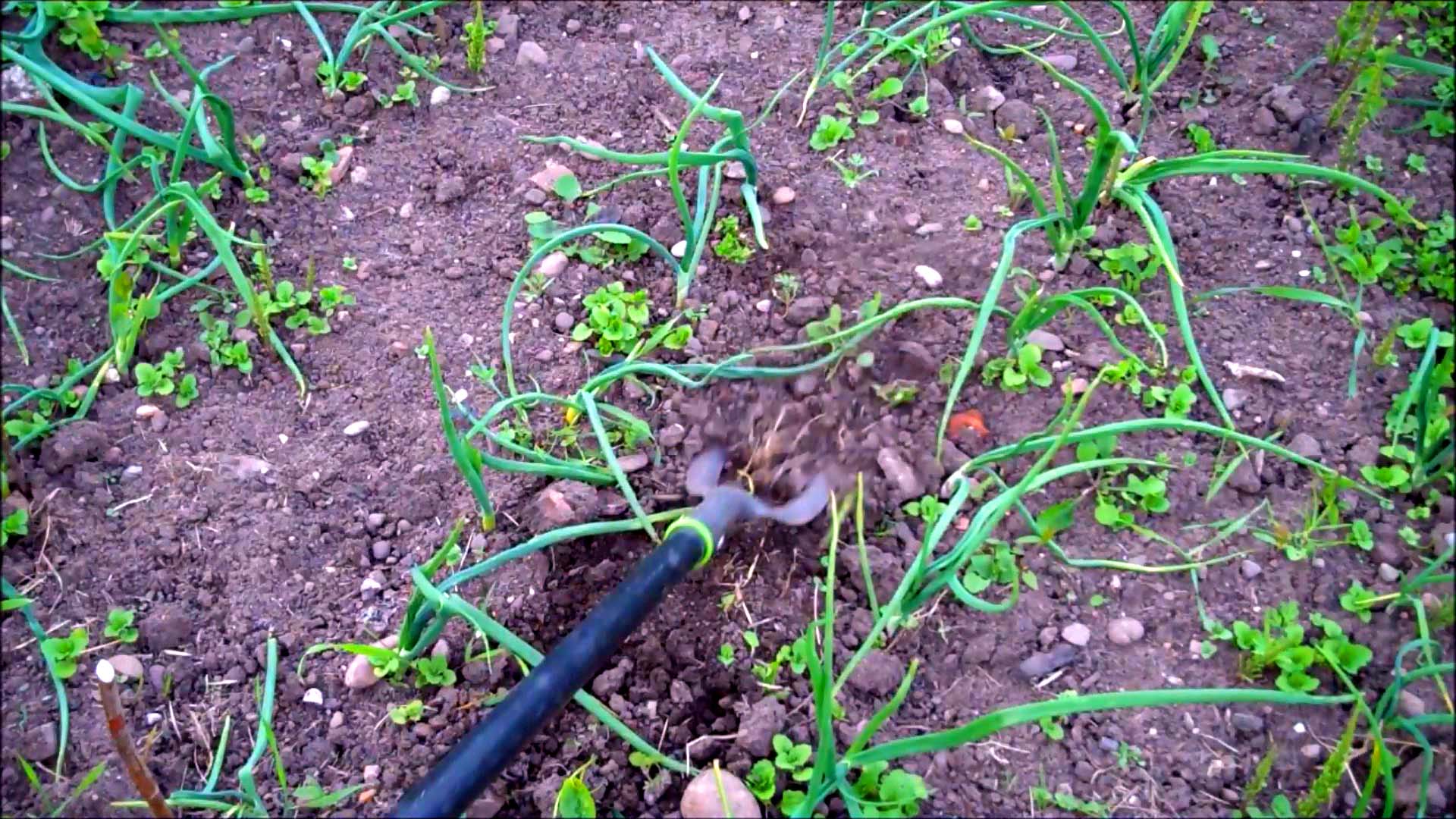 hoe weeds