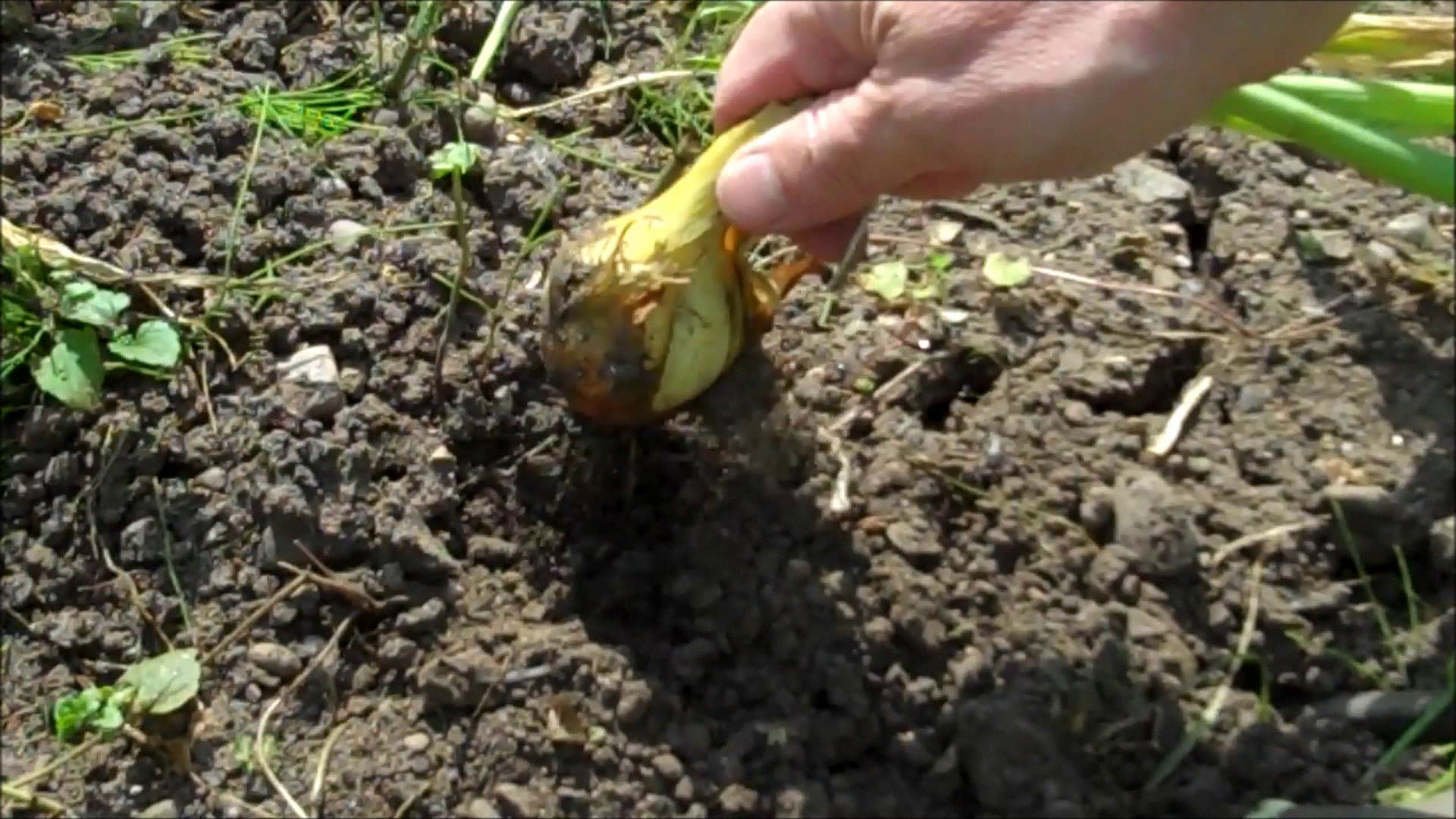 pull from ground