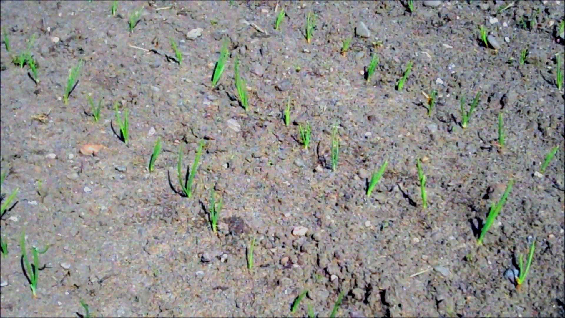 rows of onions