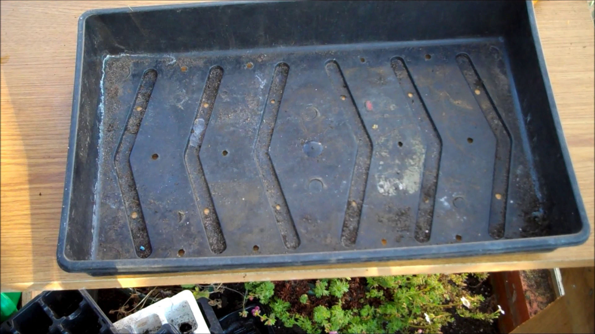 seed tray