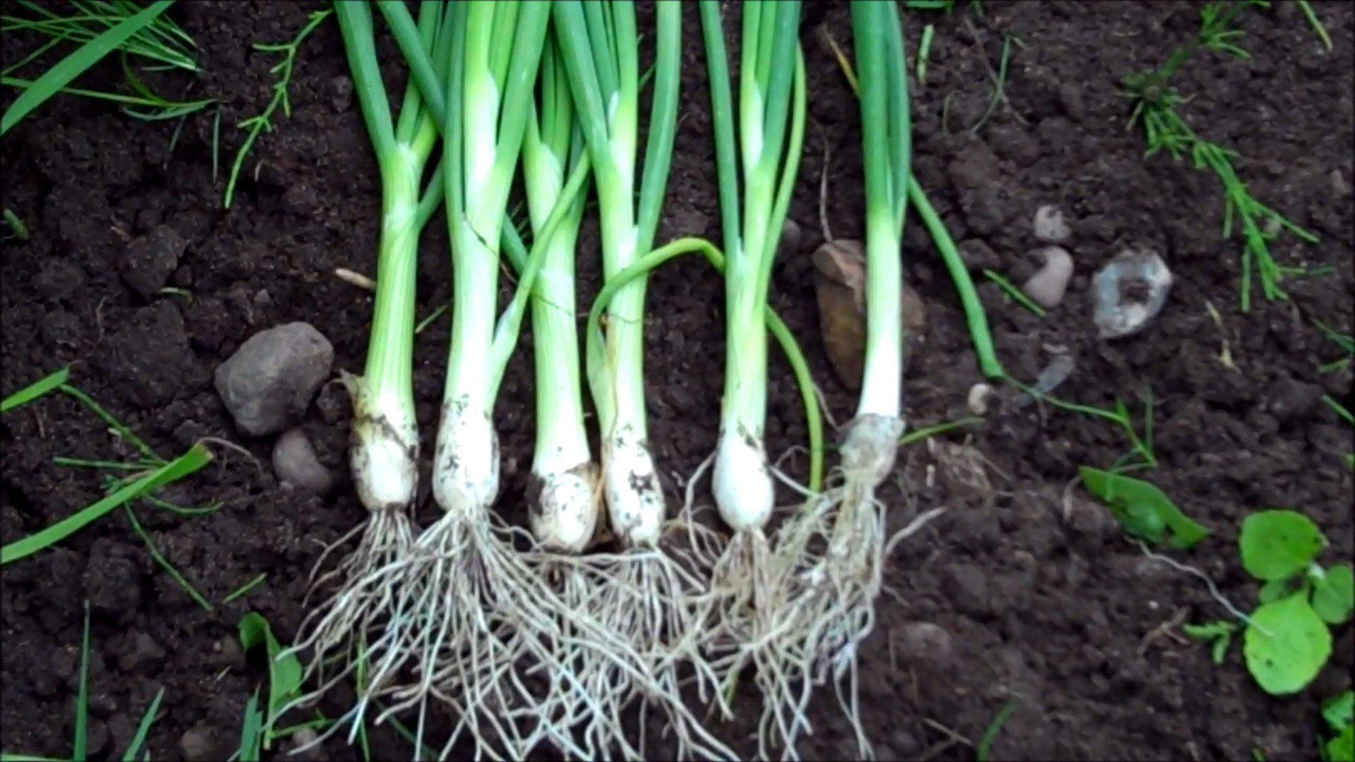 spring onions