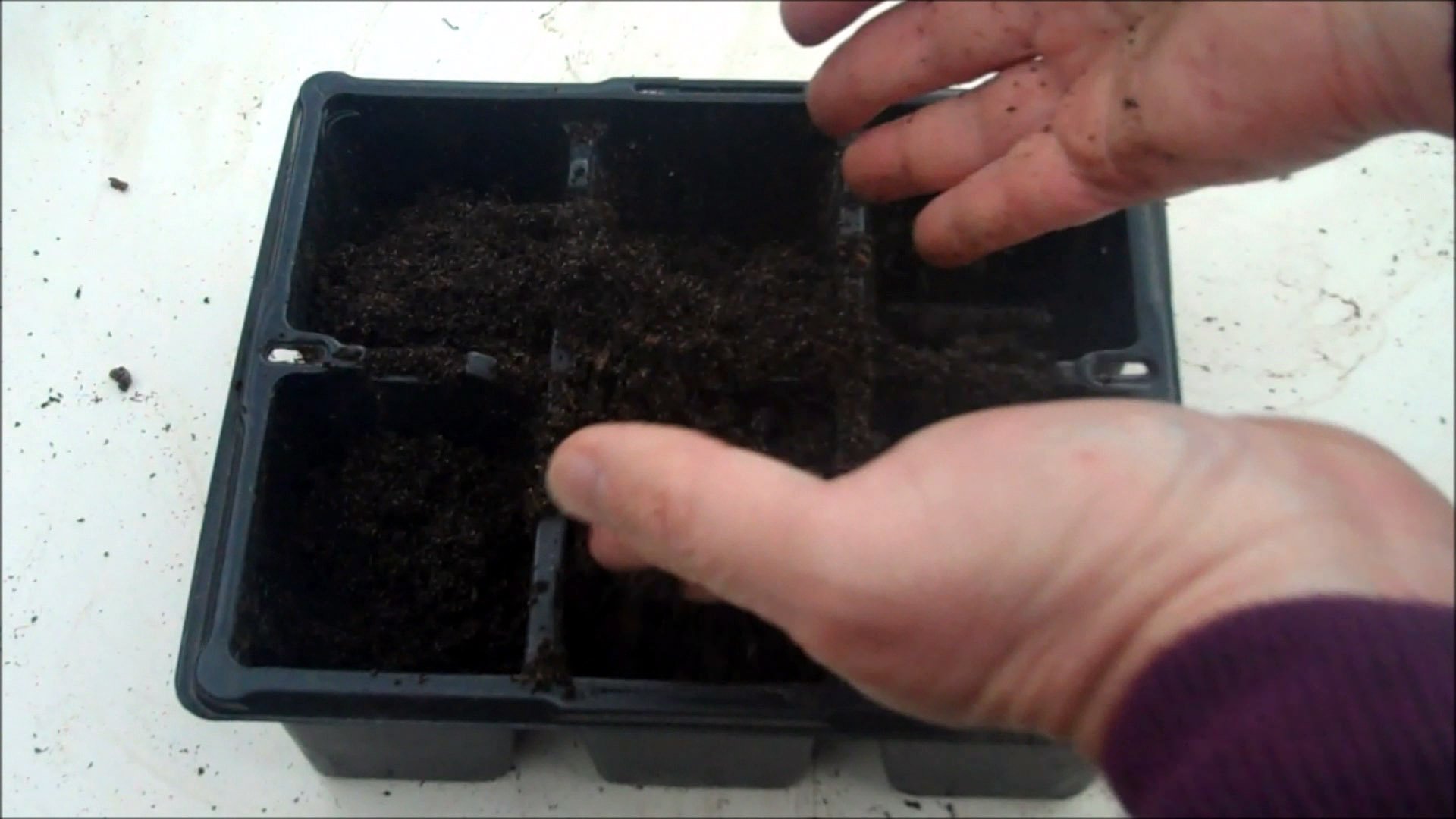 fill pots with compost