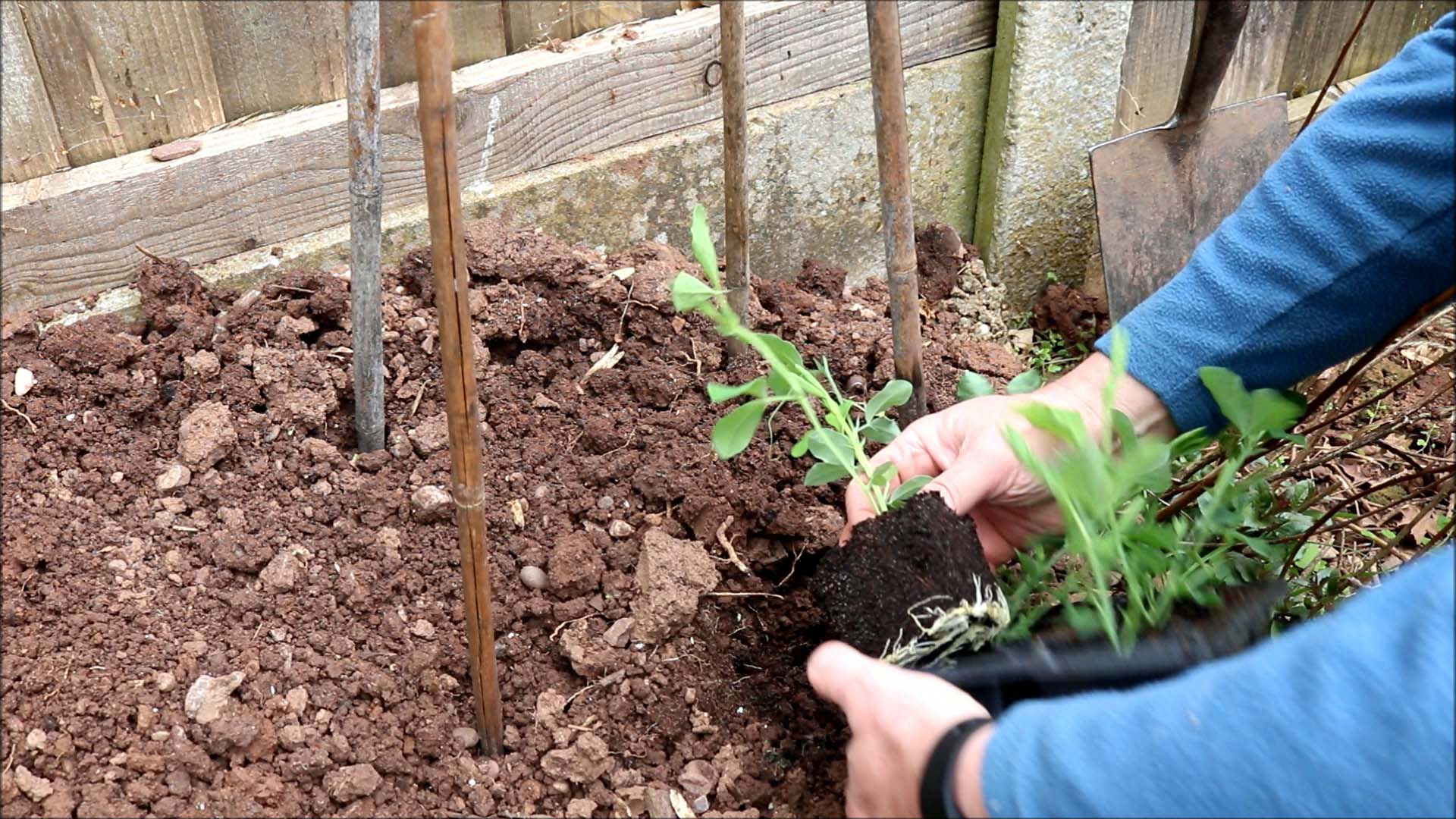 take plants from pots