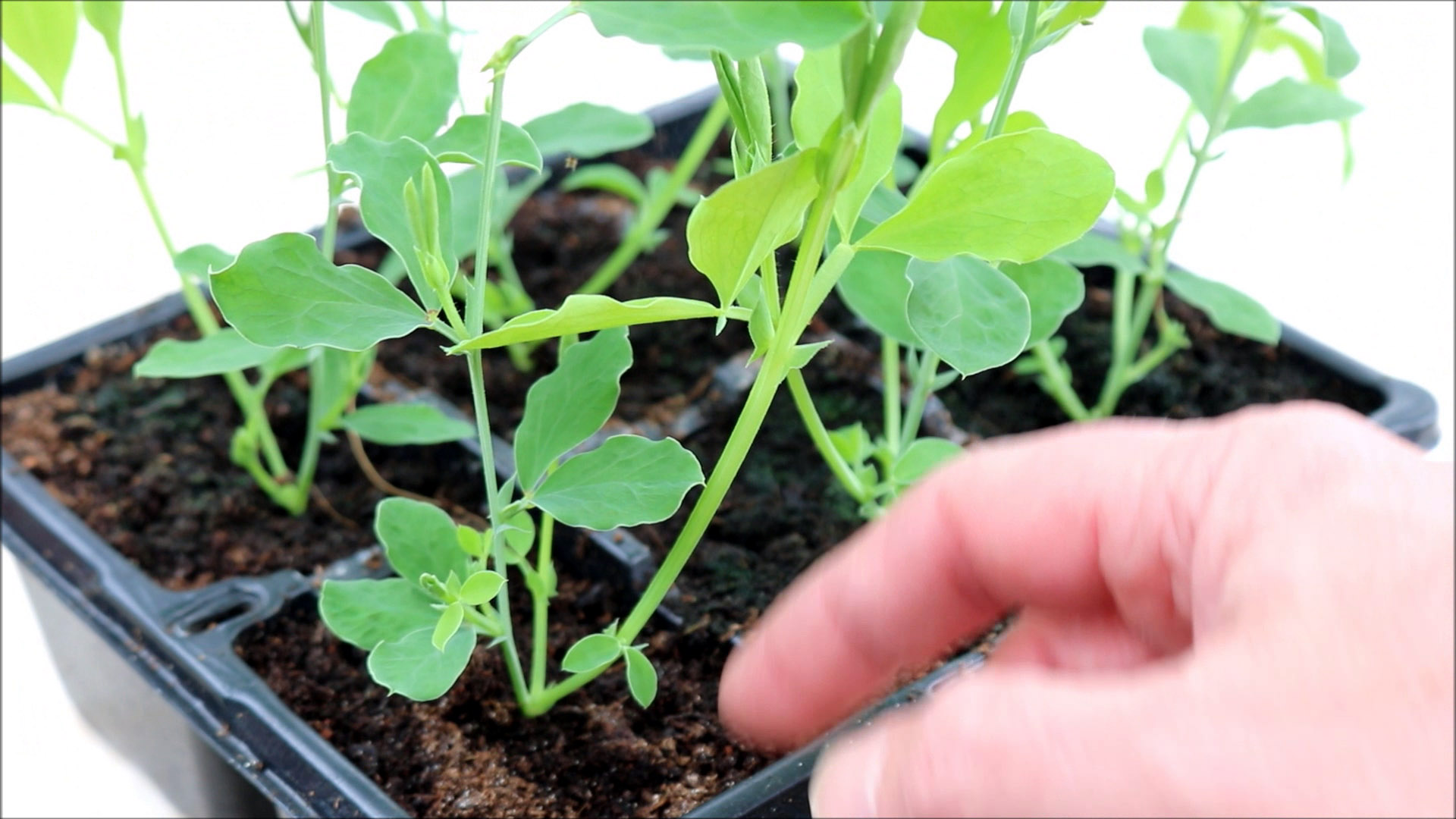 prick out seedlings